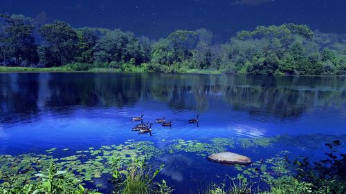 Reflection of trees in lake