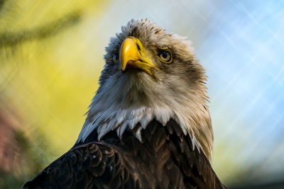 Close-up of bald eagle