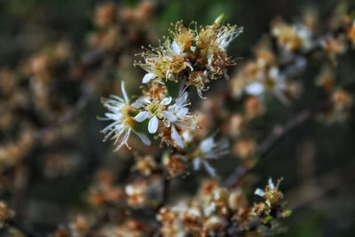 Close-up of white flowering plant