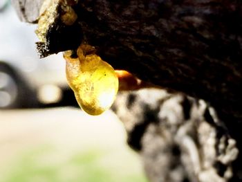 Close-up of fungus growing on tree trunk