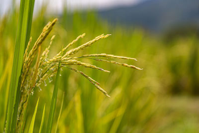 Close-up of stalks in field