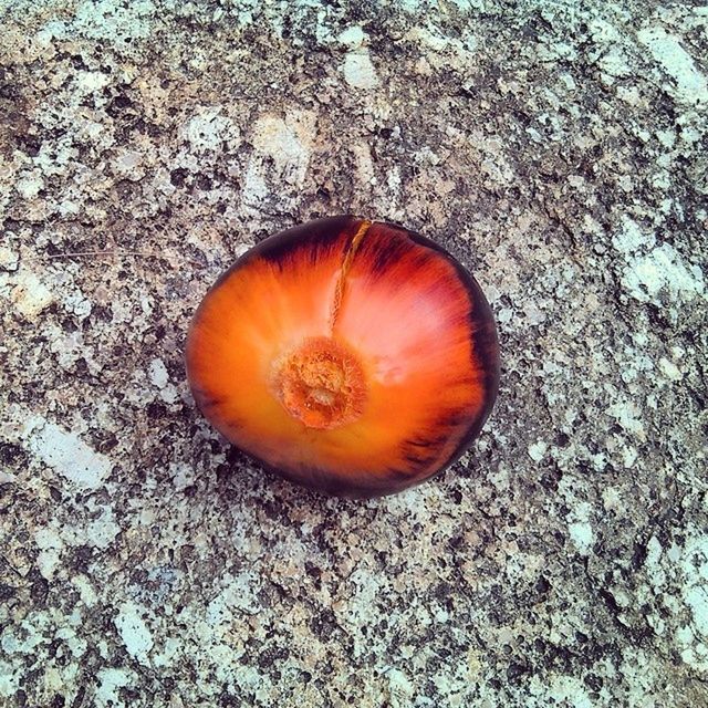 food and drink, healthy eating, fruit, close-up, orange color, food, freshness, still life, directly above, high angle view, single object, cross section, nature, no people, textured, brown, ripe, pumpkin, halved, outdoors