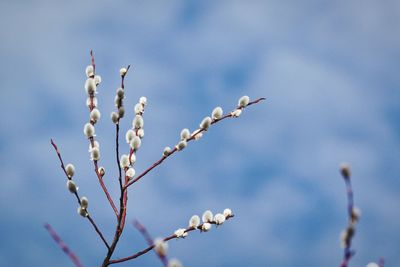 Close-up of plant with tree branch against sky