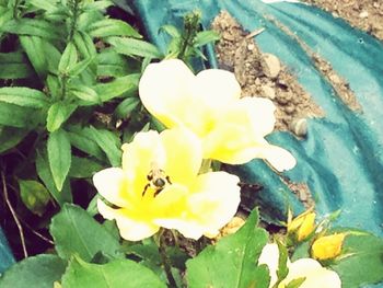 Close-up of yellow flowers