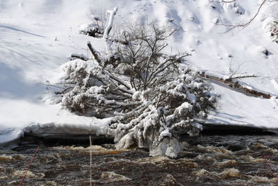 Snow covered trees on field against sky