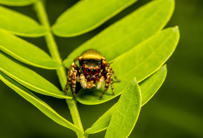 Close-up of insect on leaf