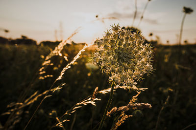 Close-up of plant growing on field