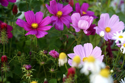 Close-up of pink flowering plants on field
