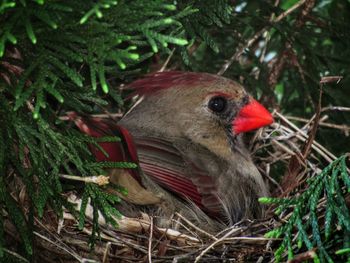 Close-up of a bird perching on a tree