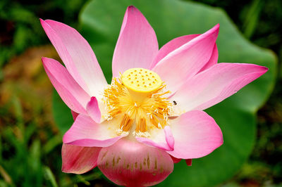 Close-up of pink flower blooming outdoors