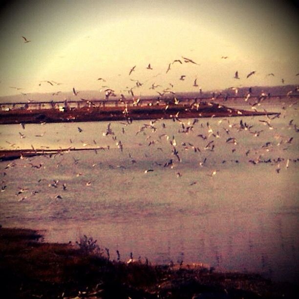 water, bird, sky, flying, flock of birds, animal themes, animals in the wild, wildlife, sea, nature, cloud - sky, dusk, beach, sunset, horizon over water, beauty in nature, silhouette, reflection, scenics