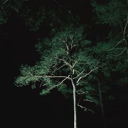 Low angle view of tree against sky at night