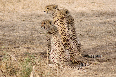 Cheetah on field