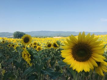 Sunflowers in field against sky
