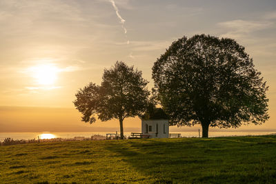 Trees on field against sky during sunset