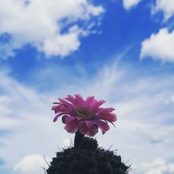 Close-up of pink flowering plant against sky