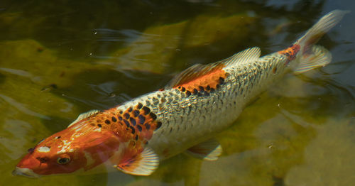 High angle view of fish swimming in lake