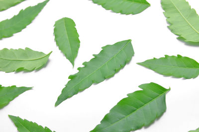 Close-up of leaves against white background