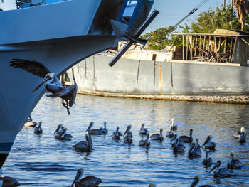 Birds perching in lake