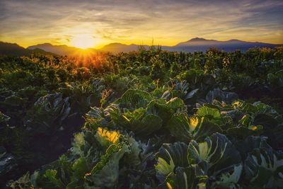 Plants growing on field against sky during sunset