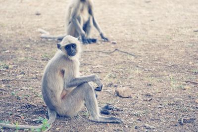 Lion sitting on field