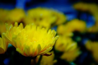 Close-up of yellow flower