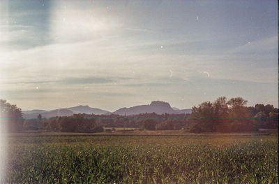 Scenic view of field against sky