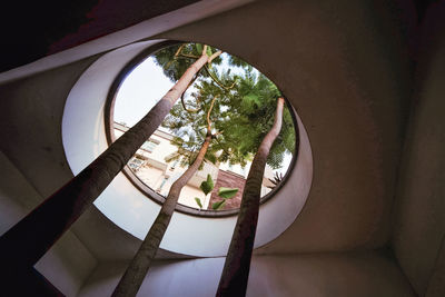 Trees growing through the ceiling