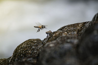 Close-up of bee on rock