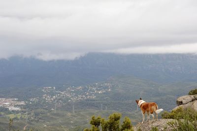 View of a dog on landscape