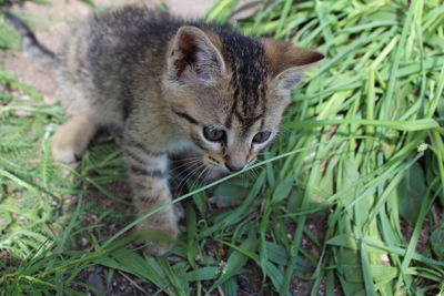 Close-up of cat on grass