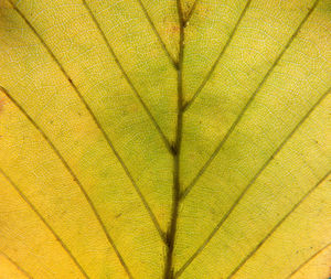 Full frame shot of yellow leaf