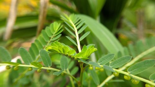 Close-up of green leaves