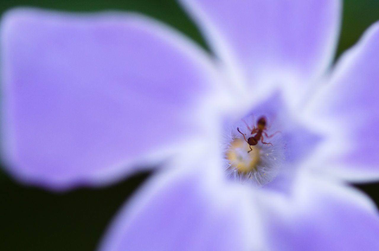 CLOSE-UP OF PURPLE FLOWER ON LEAF