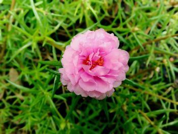 High angle view of pink flower on field