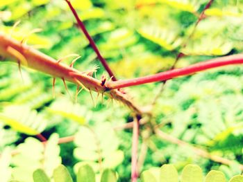 Close-up of grasshopper on red leaf