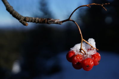 Close-up of cherries on twig