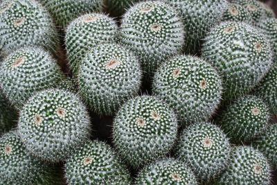 Full frame shot of succulent plant