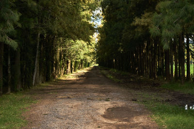 Dirt road amidst trees in forest