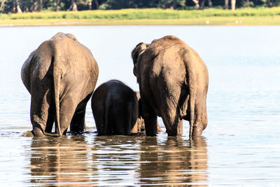 Elephant by river