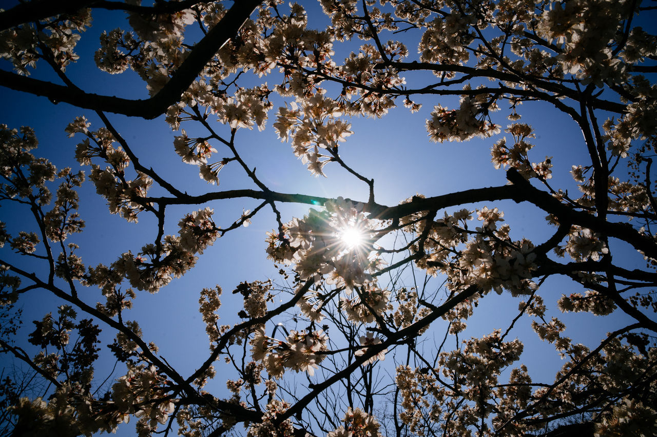 LOW ANGLE VIEW OF FLOWERING TREES AGAINST SKY