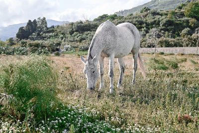 White horse grazes in a field with dry grass. portrait of mare in mountain landscape near sunset.