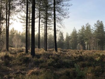 Trees in forest