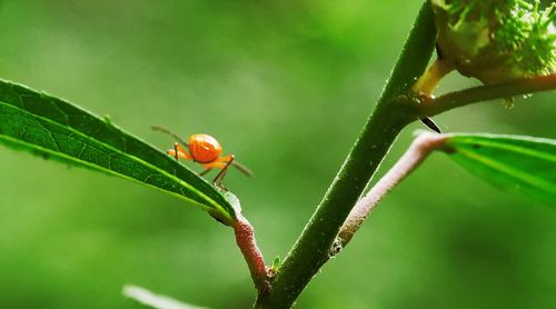 Close-up of insect on plant