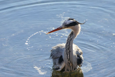 Bird in a lake