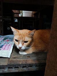 Close-up of a cat resting