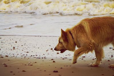 Close-up of dog