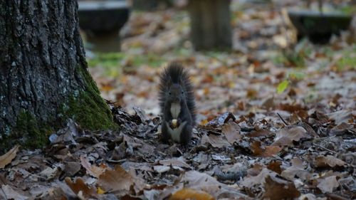 Close-up of squirrel on tree trunk