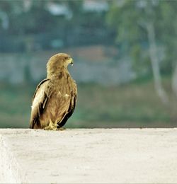 Close-up of bird perching on the wall