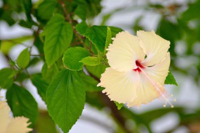 Close-up of white hibiscus blooming outdoors